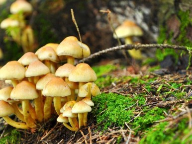 ������ �����: ������� ������� � ����������� ������������ �� ����� �������