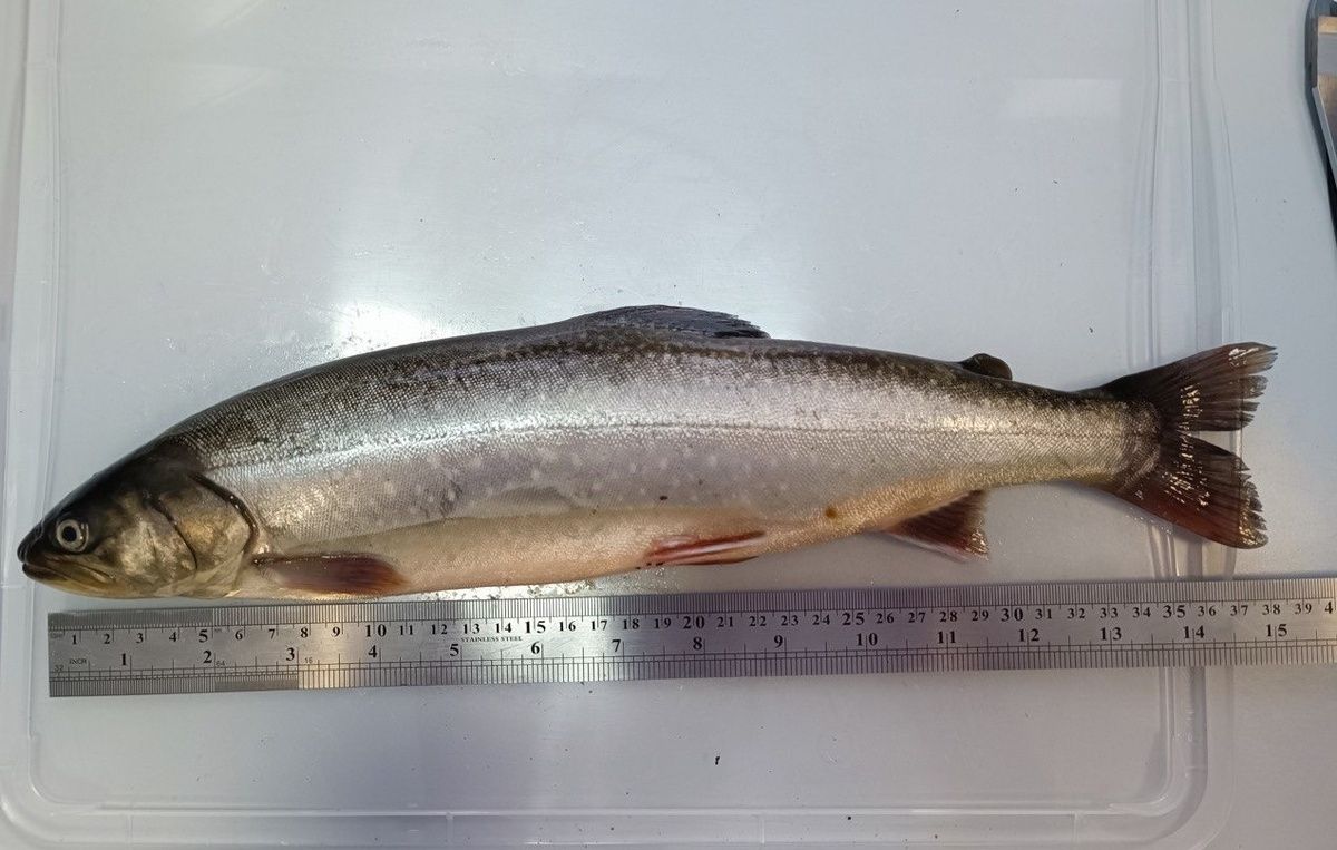 ��������� ������ ��������� ������������ ������ �� ��� �����������