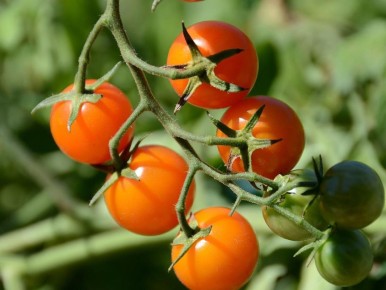 ���-����� ����� ��� ������: �������, ��������� � ������������