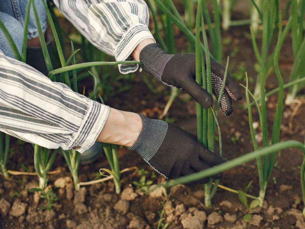 Как создать идеальные условия для роста лука на вашем огороде