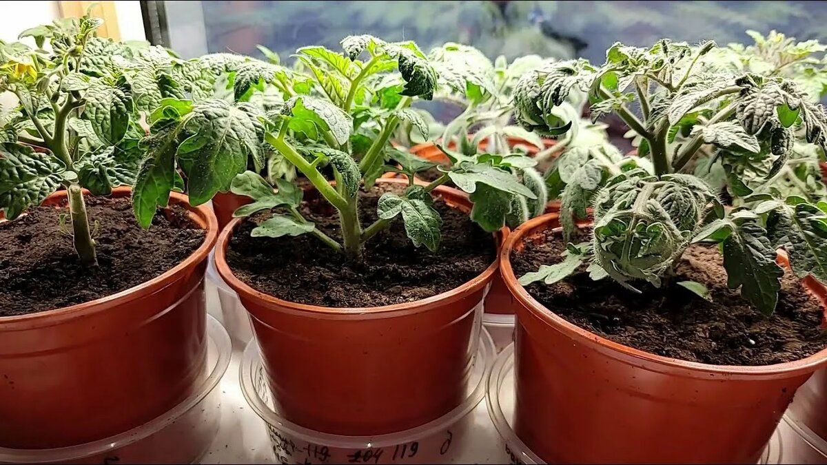 Как вырастить огурцы и помидоры на подоконнике: советы для начинающих огородников