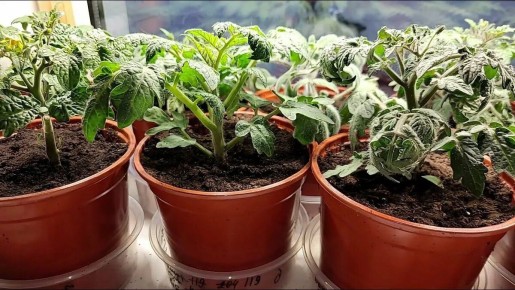 ��� ��������� ������ � �������� �� �����������: ������ ��� ���������� �����������