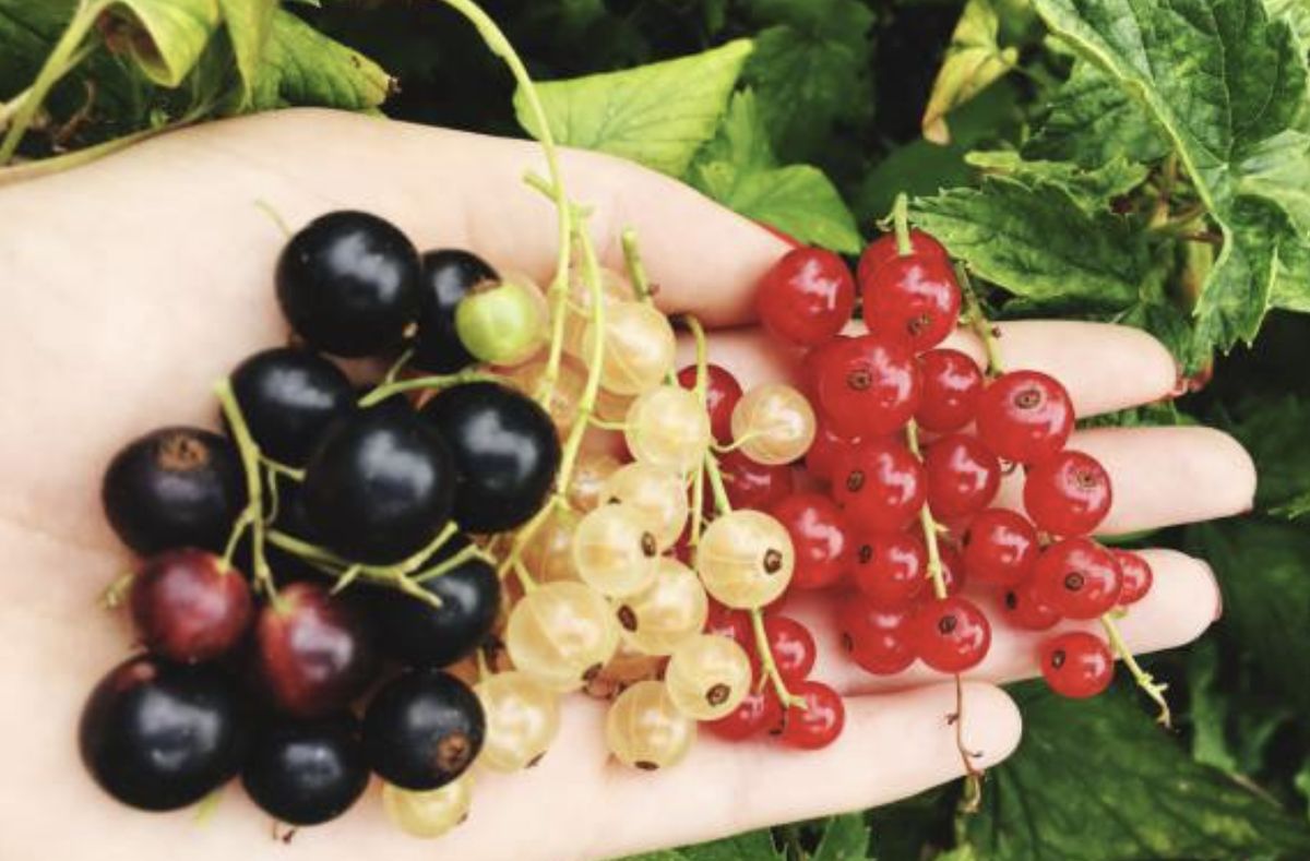 ���������� ��������� � ����: ������� �������� �����