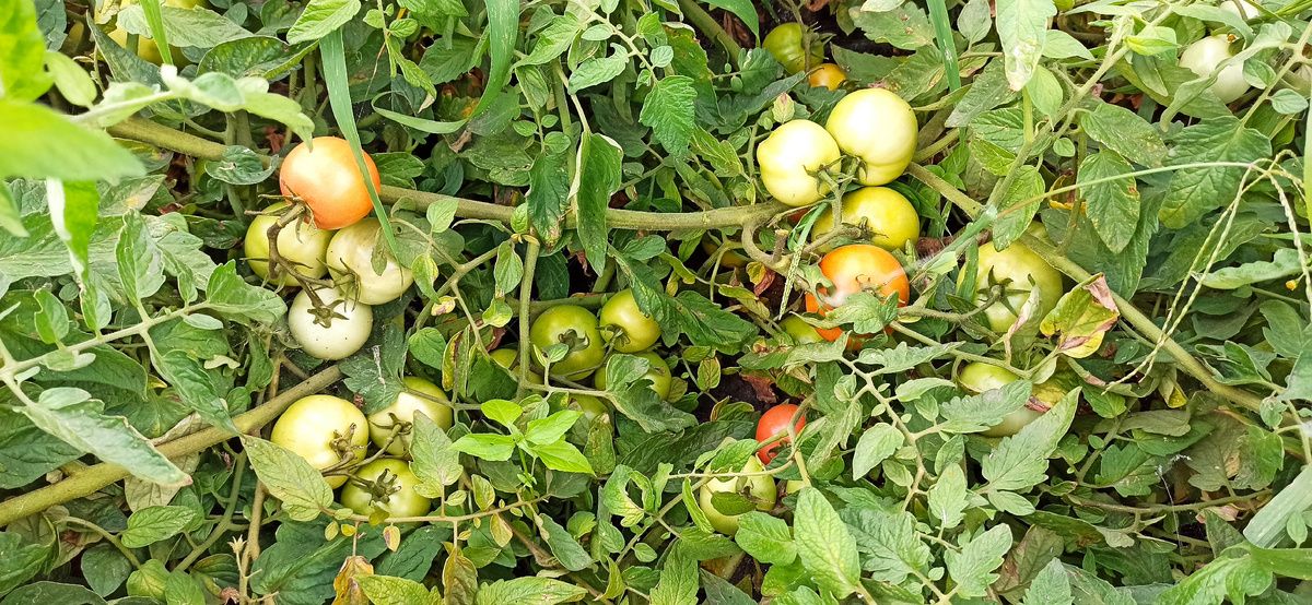 ��������� ���������� ��� ����������� ���������: ������� � ��������