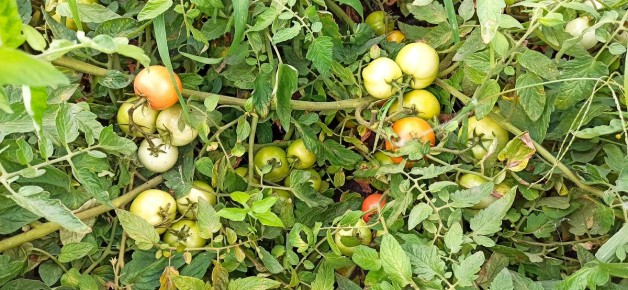 Секретный ингредиент для потрясающих помидоров: желатин и нашатырь