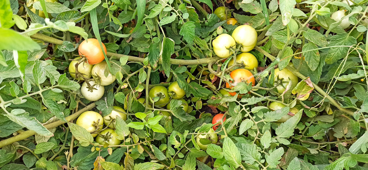 Секретный ингредиент для потрясающих помидоров: желатин и нашатырь