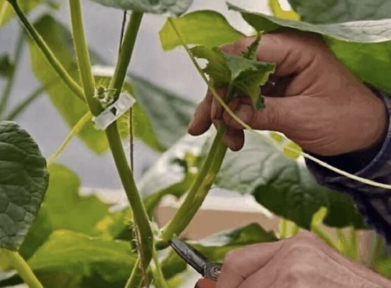 �������� �������: ��� �������� ����������� � ��������� ������