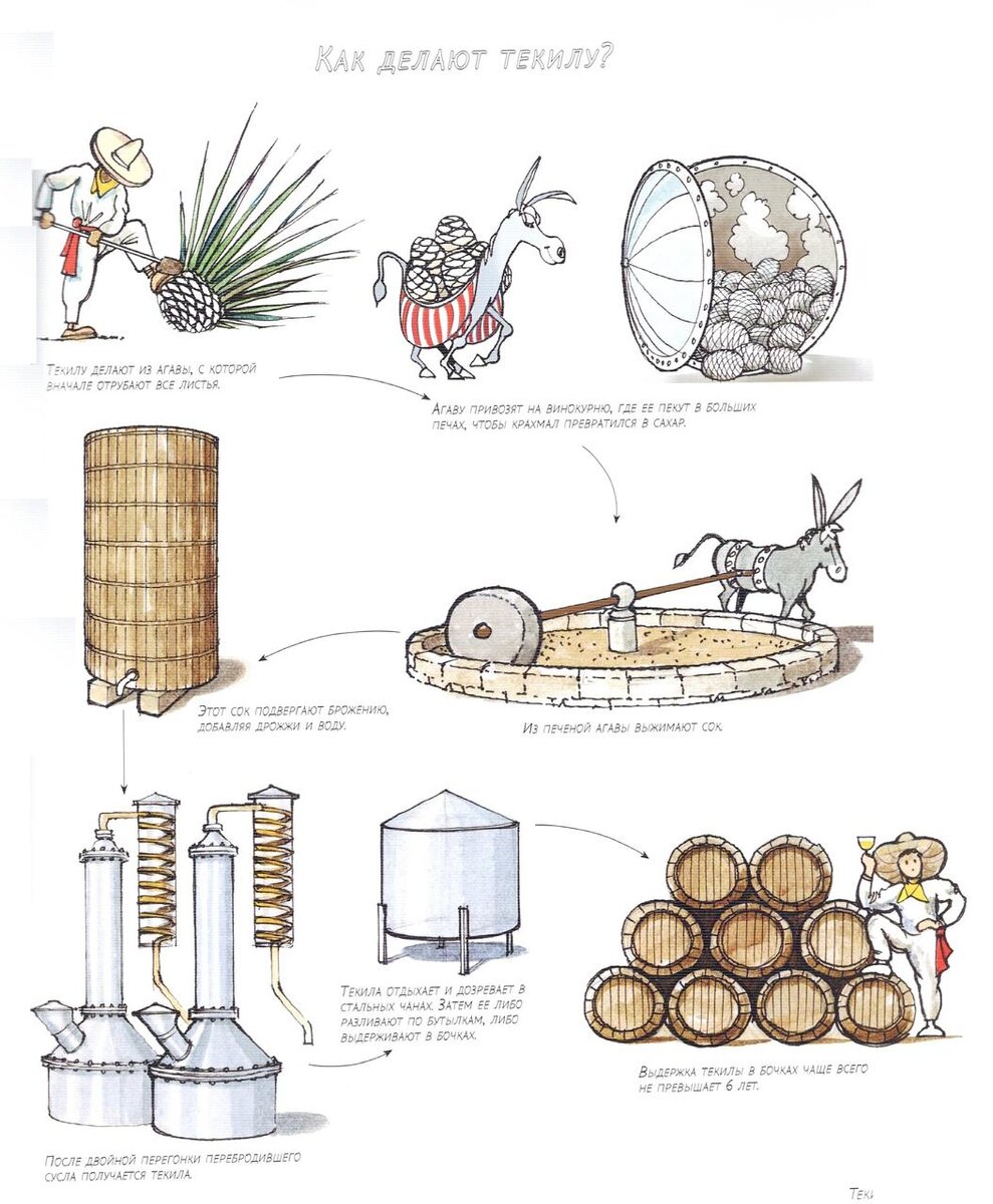 Загадочный процесс создания текилы: от агавы до рюмки