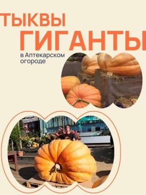 Выставка гигантских овощей: не пропустите это яркое событие осени!