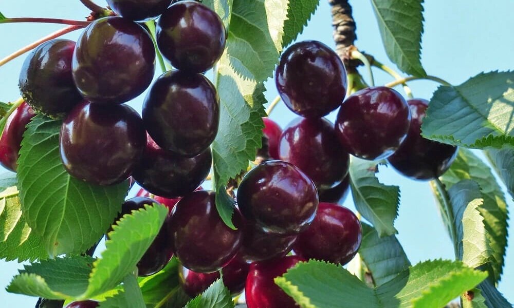 Топ-16 сортов черешни для посадки весной