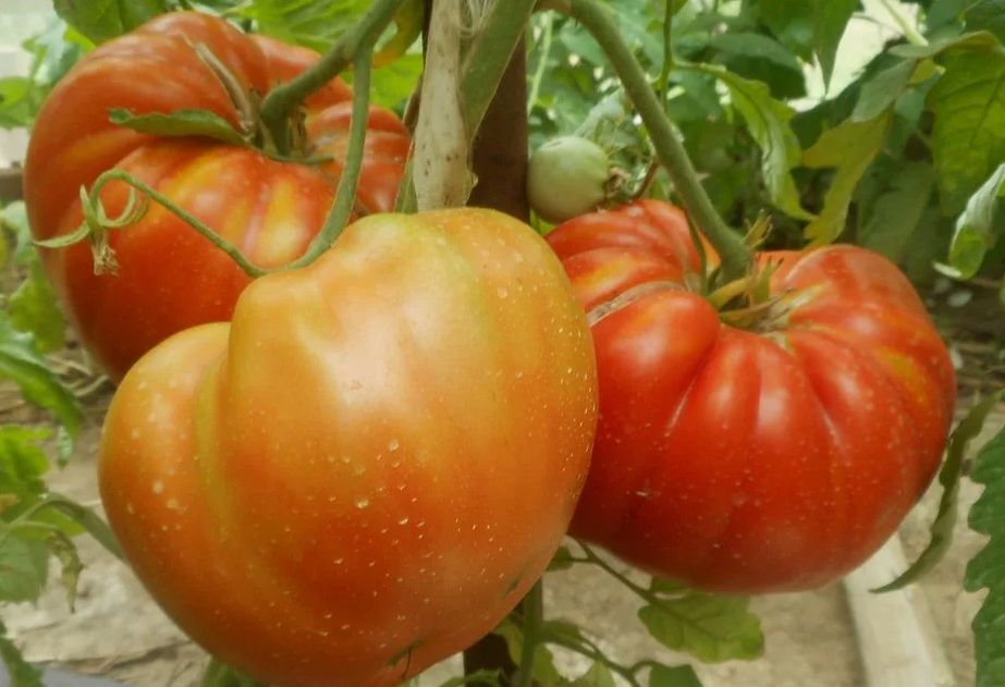 ������, ������� �������� ������ �� ��������� �����: ������� ����� '����� ��������'