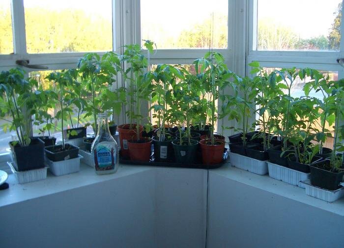 Как правильно подкармливать рассаду для отличного роста