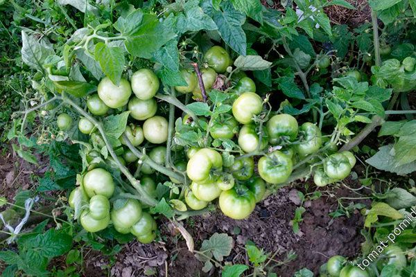 Томаты 'Турбореактивный': идеальный выбор для быстрого и вкусного урожая