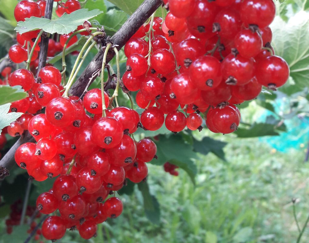 Красная смородина 'Уральская красавица': идеальный выбор для русского сада