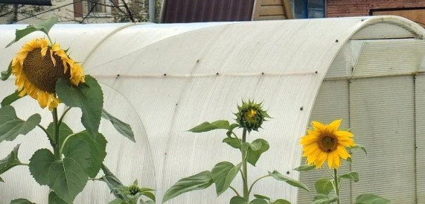 ��������� ����� � �������: �������� ���� ��� ��������� ������