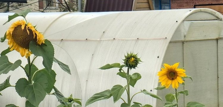 Обработка почвы в теплице: ключевые шаги для успешного урожая