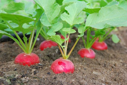 Как выбрать редис, который переживет летнюю жару