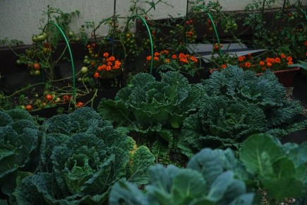 Мульча: неожиданные решения для идеального огорода