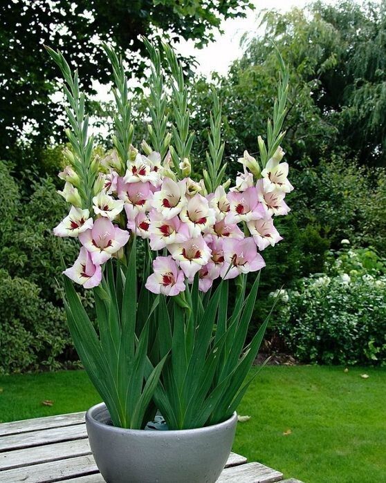 Гладиолусы: как создать уютный цветочный уголок в доме