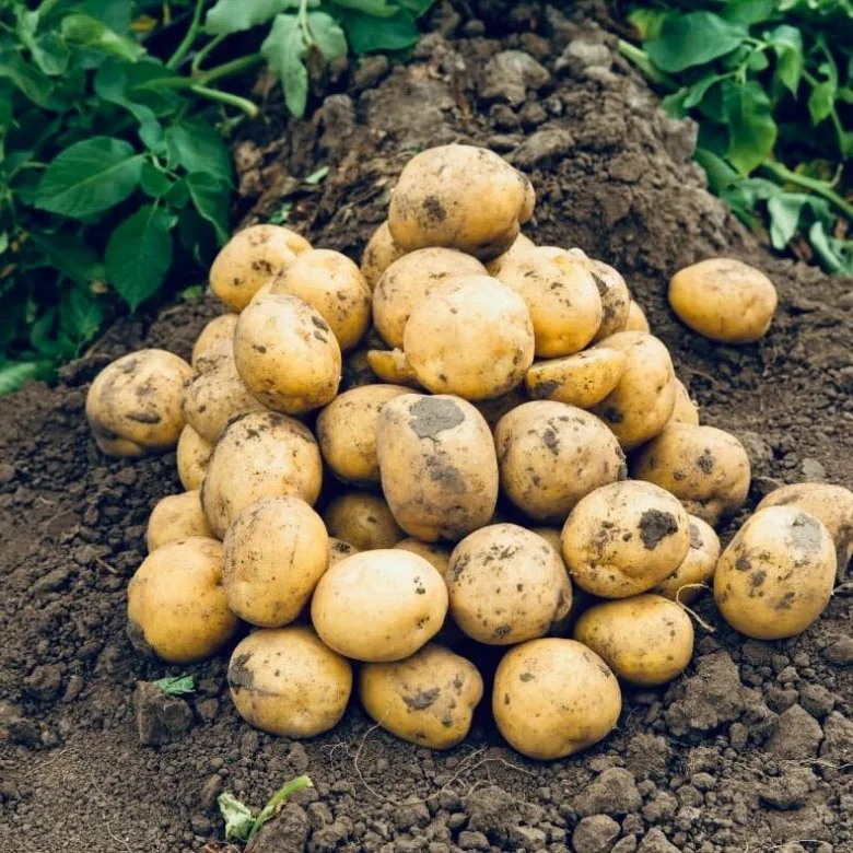 Необыкновенные сорта картофеля, которые удивят даже гурманов