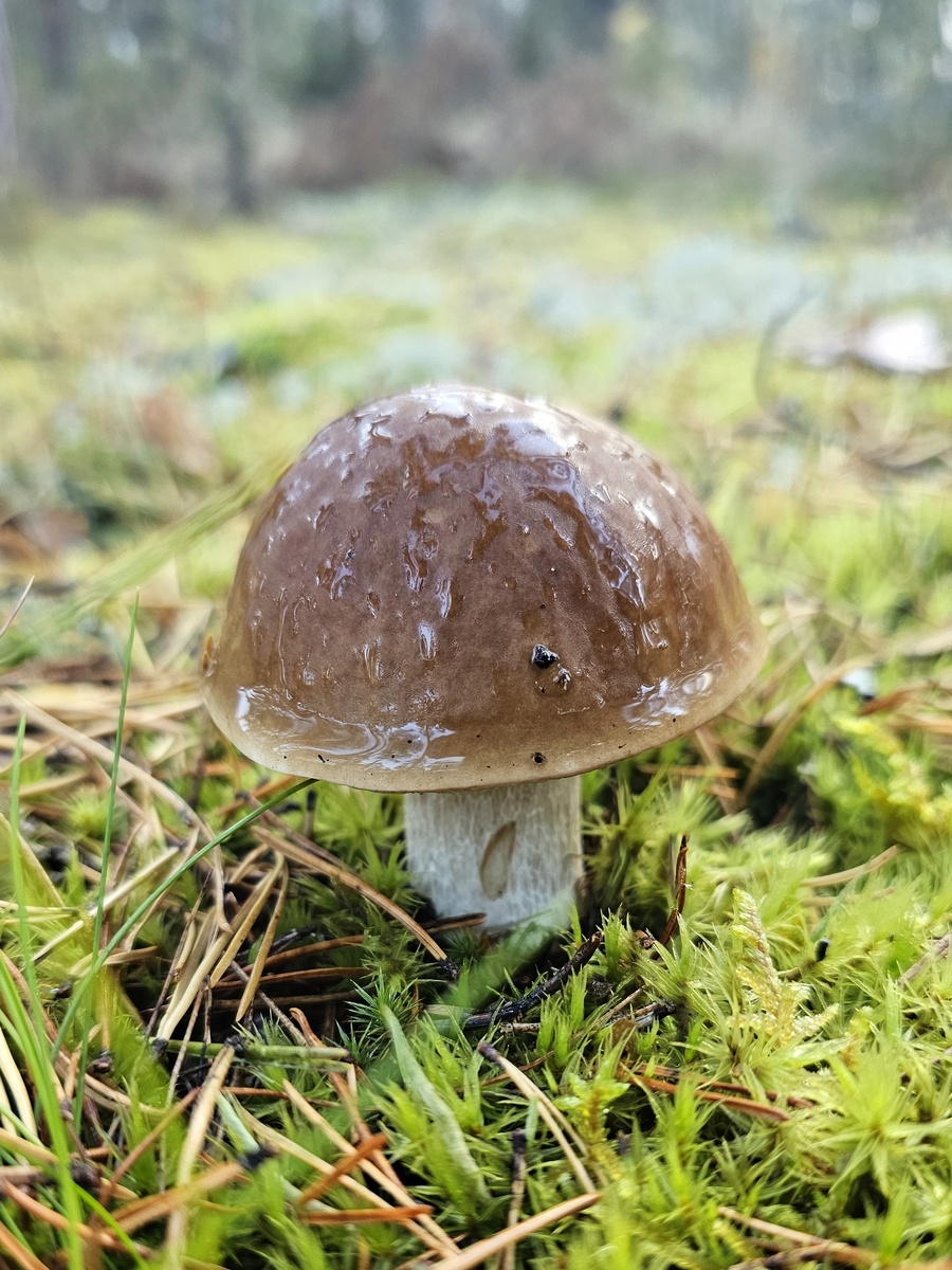 Белый гриб 2026 года еще не найден – конкурс продолжается