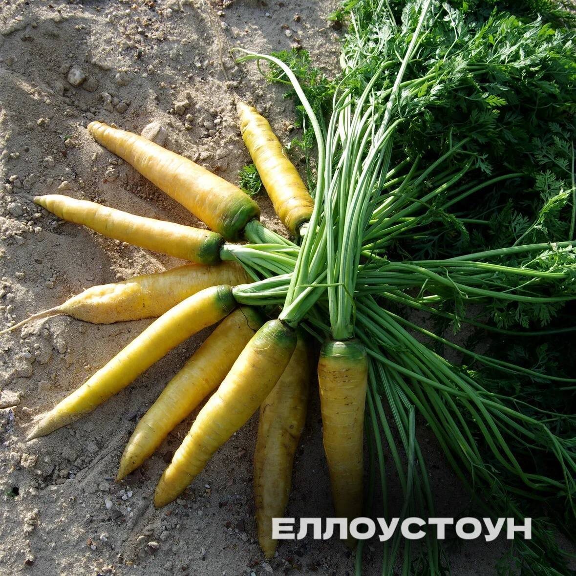 Цветное овощное рагу: вкус и польза на вашей кухне