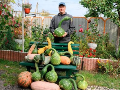 Уникальные тыквы и рекорды: местный аграрий удивляет жителей Липецкой области