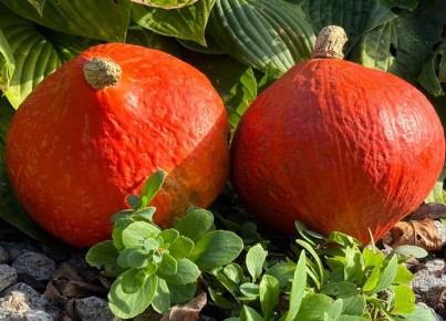 Тыквенные горшочки с курицей: идеальное осеннее блюдо