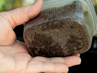 Выращивание перцев и баклажанов