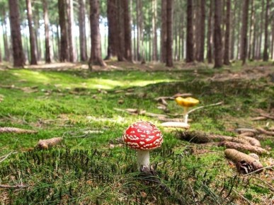 ����������� ���������� �������: ��������� ���������� ����