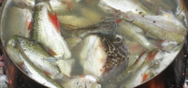 Тайны настоящей русской ухи: какие виды заслуживают внимания?