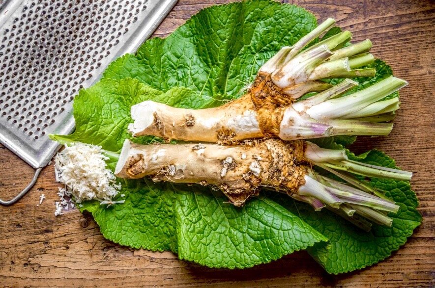 Всё, что нужно знать о корне хрена: польза, сбор и рецепты