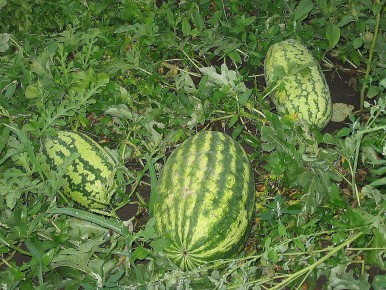 ��� ���������� ������� � ��������� � �������: ������ �� ���������