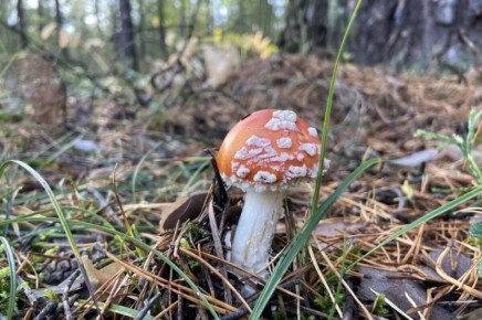 � ������ �� �������� ������ ������ ������� � ���������� �������