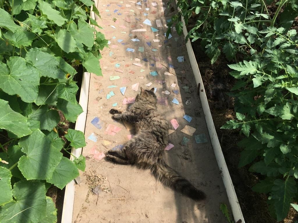 Необычные способы ухода за томатами: от расчески до кастрюли