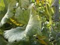 Как спасти кабачки от мучнистой росы без химии