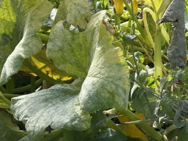 Как спасти кабачки от мучнистой росы без химии