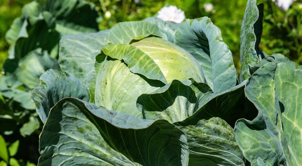 ������������ �������: ��� ������ ������� ��� ����������� �������