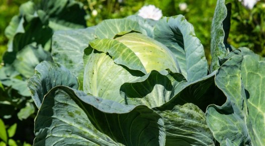 Удивительная капуста: как Аляска удивила мир гигантскими овощами