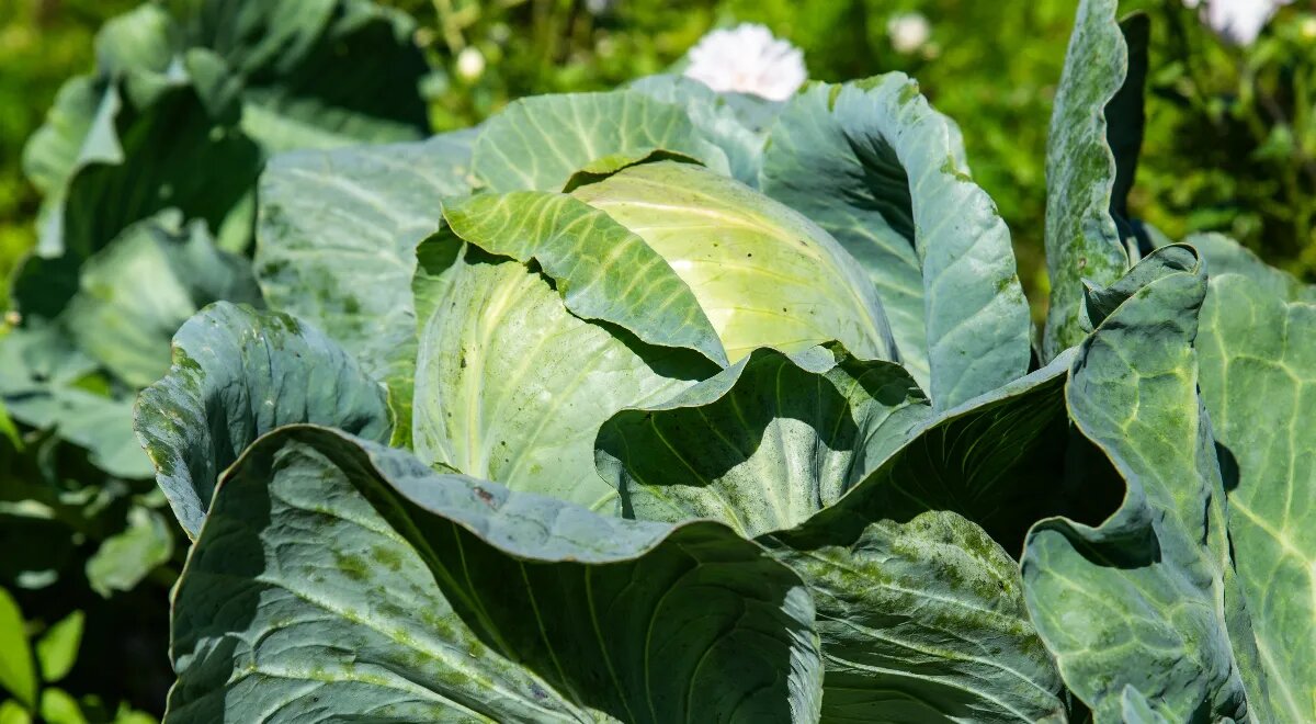 Удивительная капуста: как Аляска удивила мир гигантскими овощами