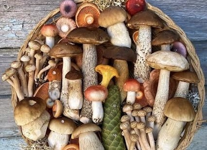 Как безопасно готовить осенние грибы?