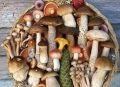 Как безопасно готовить осенние грибы?