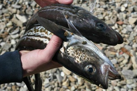 ��� ������� ���� ������ ������ ��� �������� �������� ���� � ���������