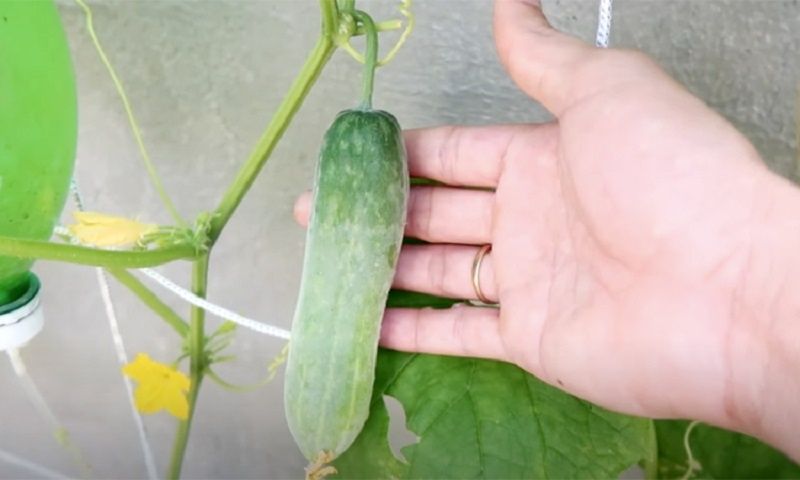 ��� ��������� ������ �� �����������: ������ ������ ������� ���