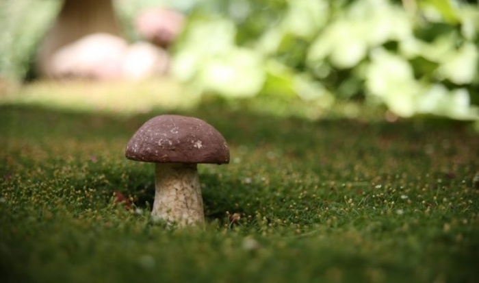 Грибы как будущее компьютерных технологий: неожиданный поворот в мире памяти