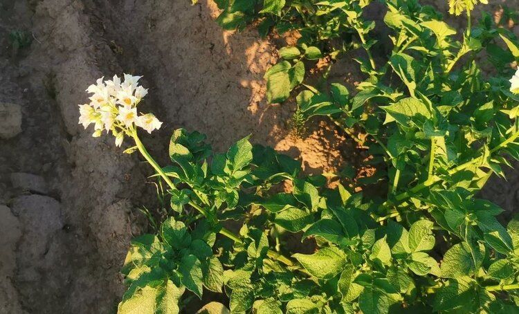 ��������������� ��������� �������� �� ������ �� ��������� ��������� � ������