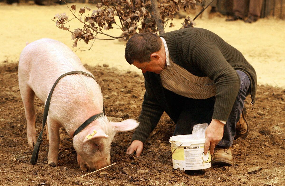 Трюфели: от свиней к собакам и будущему сортов