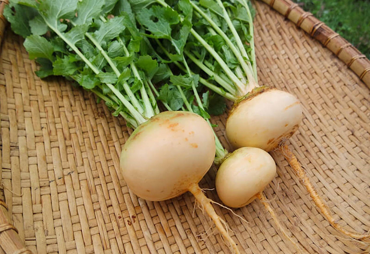 Репа в центре внимания: как забытый корнеплод снова завоевывает популярность