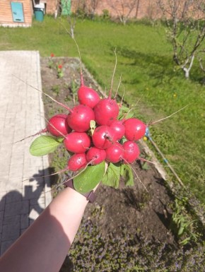 Секреты успешного выращивания раннего редиса