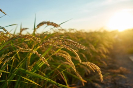 ��� ����� ���� ������������ �������� ����������� �����